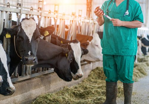 61-vet-petition-GettyImages-1168133546